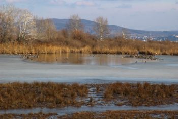 Isola della Cona in inverno