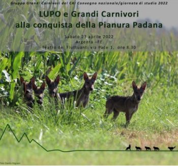 Lupo e grandi Carnivori