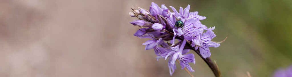 _DSC5471dactylorhiza mac copia